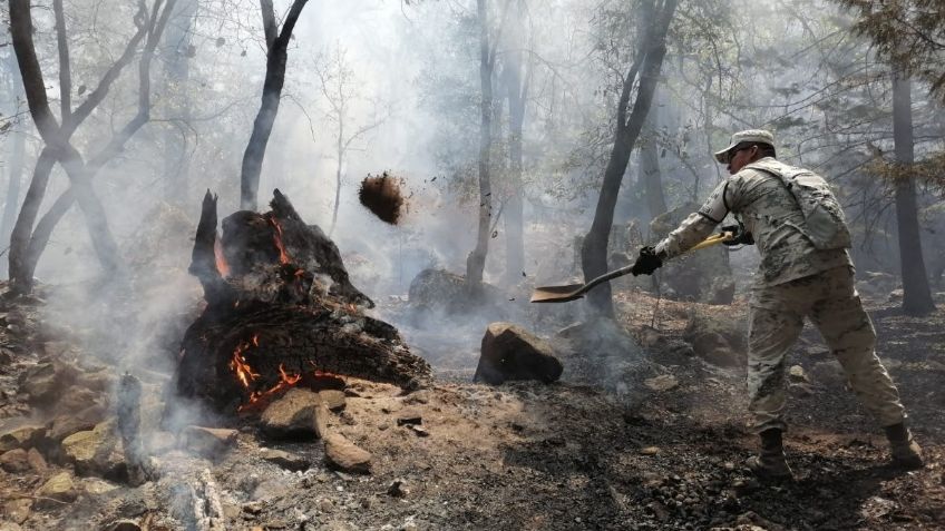 Incendio arrasa con 500 hectáreas de bosque en Sahuaripa; el fuego lleva una semana