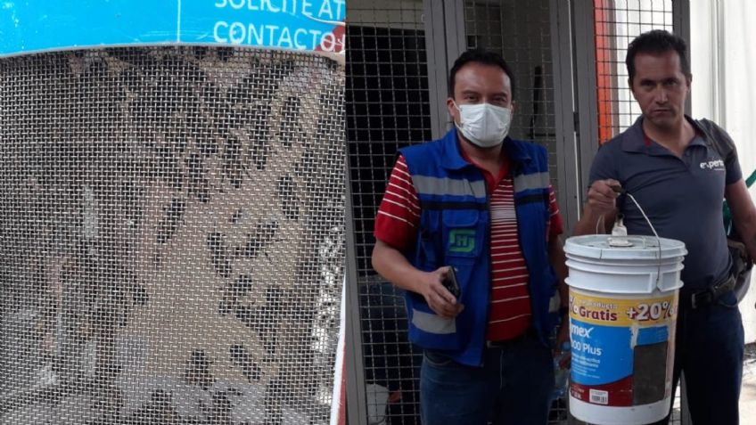 Metro CDMX: Un voluntario rescata a unas abejas que hicieron su enjambre en Tasqueña | VIDEO