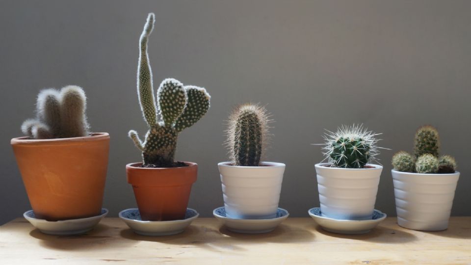 Esto es todo lo que tienes que saber para cuidar bien de tus cactus.