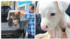 Dos cachorros rescatados en Chichén están en busca de familia