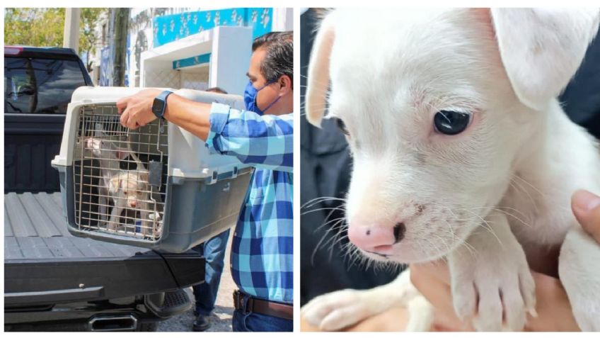 Dos cachorros rescatados en Chichén están en busca de familia