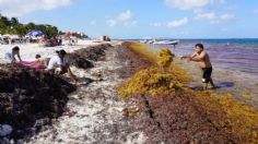 Vacaciones de verano: ¿Qué pasa si nadas en sargazo?