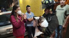 Bomberos salvan a un gatito atrapado en una barda en CDMX