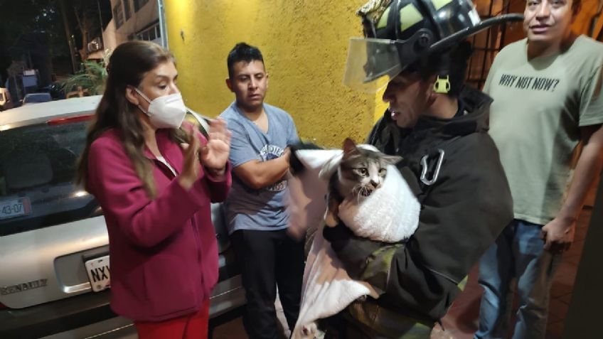 Bomberos salvan a un gatito atrapado en una barda en CDMX