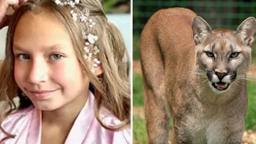 Niña de 9 años sobrevive al ataque de un puma en Washington