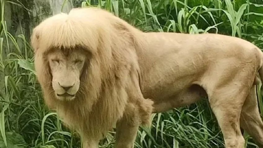 León sorprende a internautas con peculiar peinado ochentero