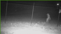 ¿Reaparece el chupacabras? Captan extraña criatura nocturna afuera de zoológico en Texas | FOTO