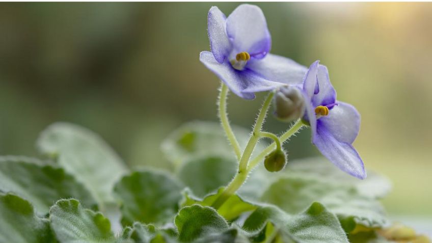 3 plantas de interior que se propagan de fácil manera