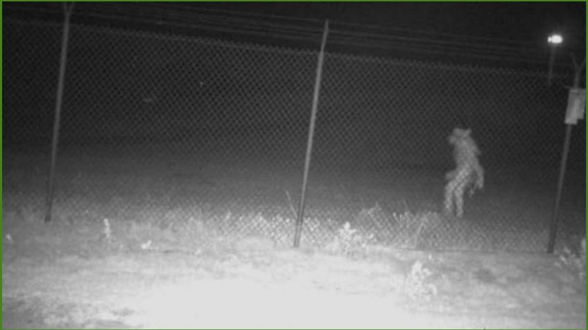 ¿Reaparece el chupacabras? Captan extraña criatura nocturna afuera de zoológico en Texas | FOTO