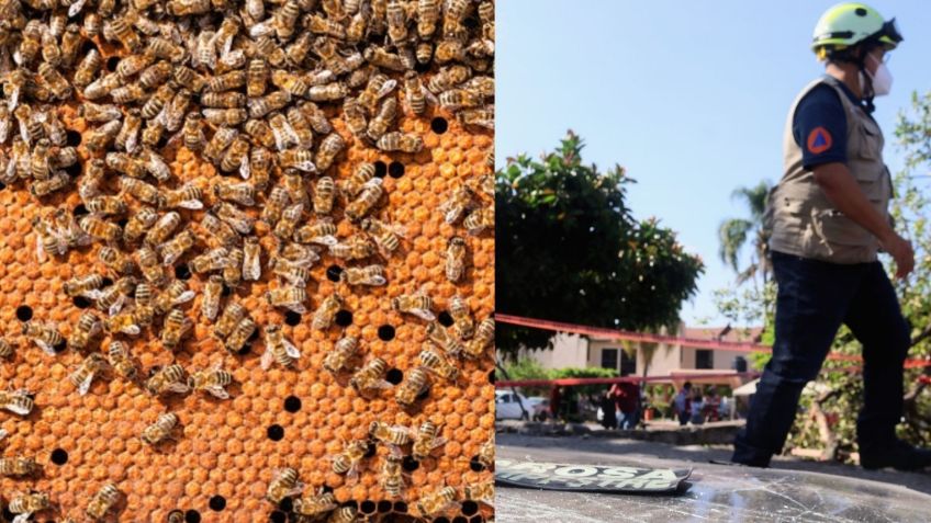 Abejas africanas atacan a estudiantes de prepa en Campeche; hay 15 heridos, tres de ellos de gravedad