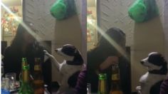 Perrita le pide a su dueña dejar de tomar para irse de la fiesta y poder dormir | VIDEO