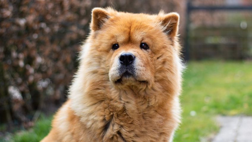 Estas son las 3 razas de perro más desobedientes