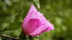 Plantas: Así debes cuidarlas en época de lluvias para evitar que mueran por exceso de agua