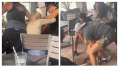 Pitbull ataca vorazmente a perrito en restaurante pet friendly de Atizapán e indigna las redes: VIDEO