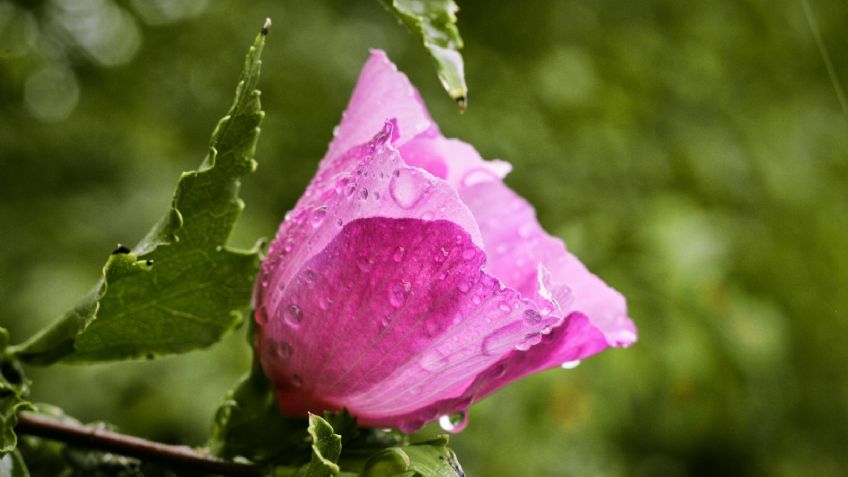 Plantas: Así debes cuidarlas en época de lluvias para evitar que mueran por exceso de agua