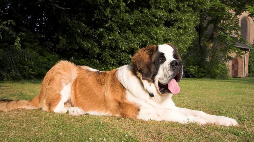 Estas son las 3 razas de perros más grandes