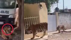 Tigre de bengala sorprende a habitantes mientras deambulaba en las calles de Tecuala, Nayarit | VIDEO