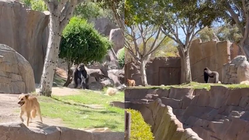 Gorila persigue a un perrito dentro de un zoológico, VIDEO se viraliza