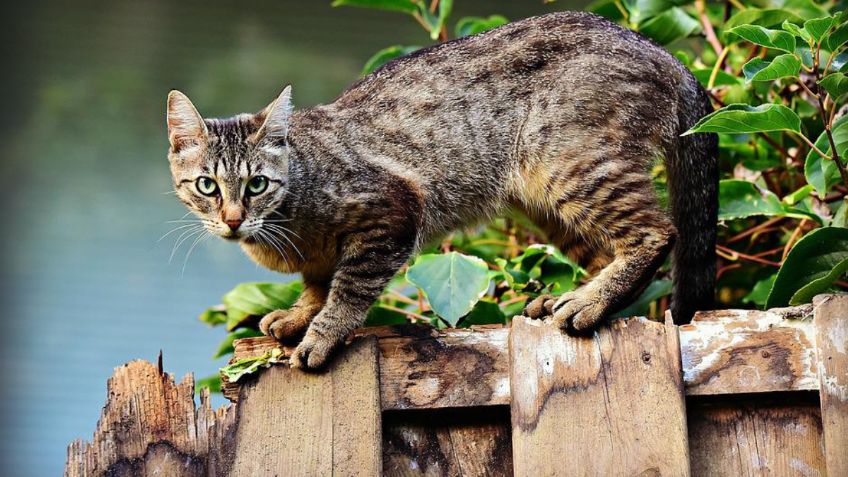 ¿Cuánto vive un gato doméstico?