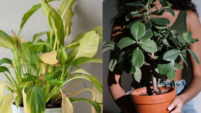 ¿Por qué las hojas de las plantas se ponen amarillas?; así se pueden evitar