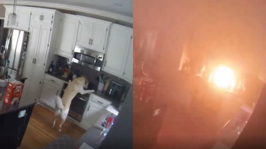 Perrito incendia accidentalmente su casa mientras sus dueños no estaban | VIDEO