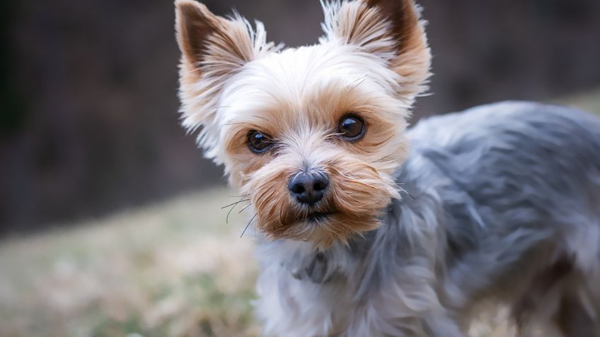 Estas son las 3 razas de perros que más ladran