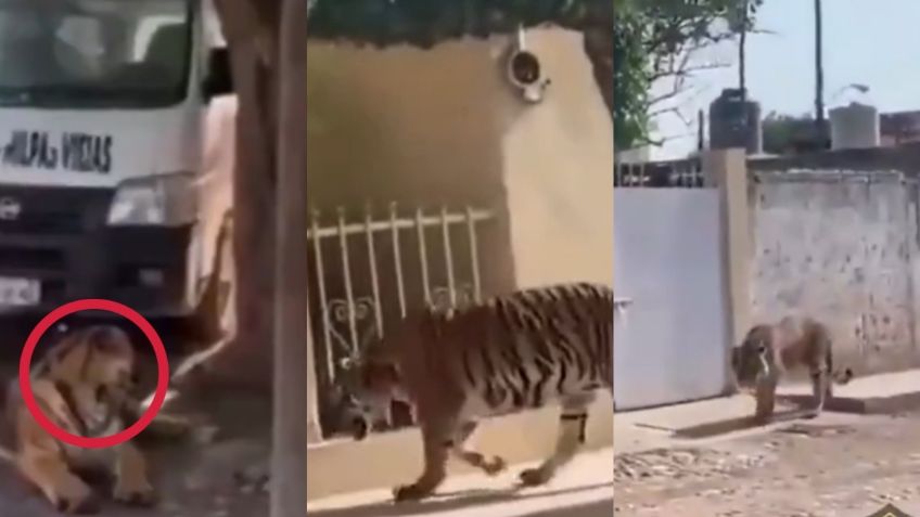 Tigre de bengala sorprende a habitantes mientras deambulaba en las calles de Tecuala, Nayarit | VIDEO