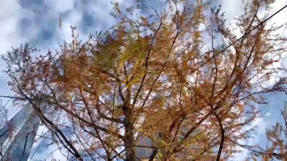 La administración de la capital asegura que este árbol se está adaptando al entorno