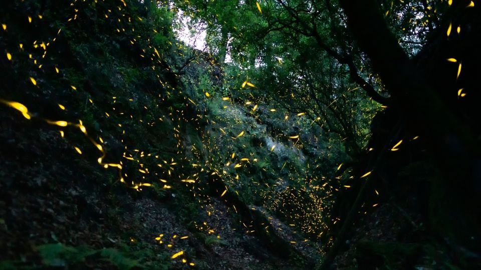 El fenómeno ocurre en la Sierra Nevada, en el bosque del Espolón