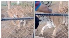 Lo atacó un tigre en Michoacán, se negó a que le amputaran los brazos y murió de un infarto