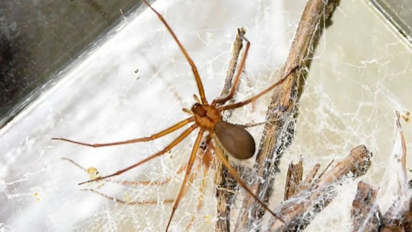 ¿Cómo identificar a la nueva especie de araña violinista? Esto debes hacer si encuentras una en tu casa