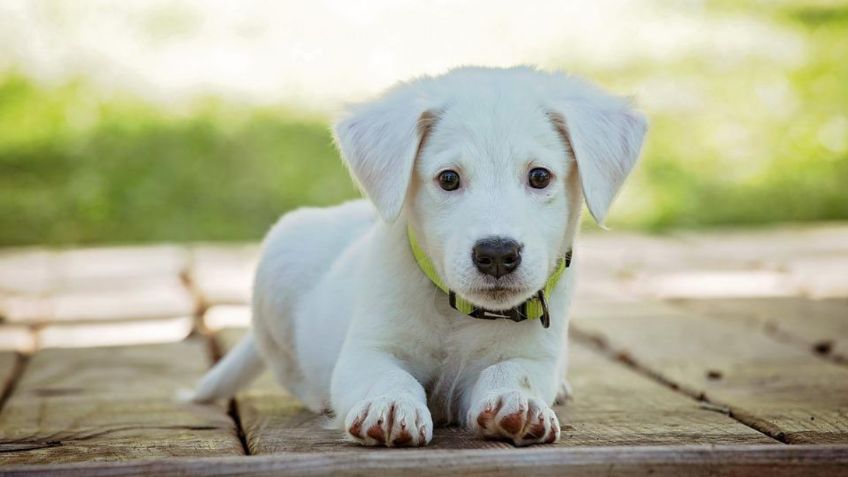 Esta es la razón por la que los perros se lamen las patas