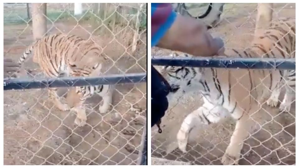 El cuidador acariciaba al tigre antes del ataque.