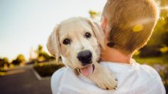 Consejos para proteger a tus mascotas de pulgas y garrapatas en temporada de calor