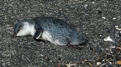 ¿Señales del Apocalipsis? Mueren cientos de pingüinos en costas de Nueva Zelanda; expertos buscan explicación