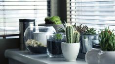 Cuidados para plantas: ¿Cómo saber si mi cactus necesita agua?