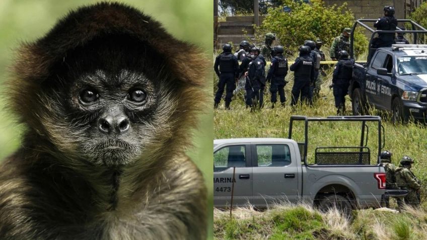 Mono araña muere durante enfrentamiento en Texcaltitlán