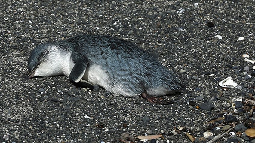 ¿Señales del Apocalipsis? Mueren cientos de pingüinos en costas de Nueva Zelanda; expertos buscan explicación