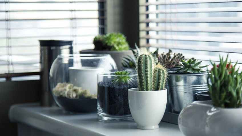 Cuidados para plantas: ¿Cómo saber si mi cactus necesita agua?