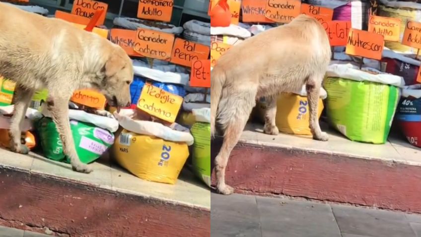 Perrito enternece a internautas, lo captan disfrutando gratis buffet de croquetas | VIDEO