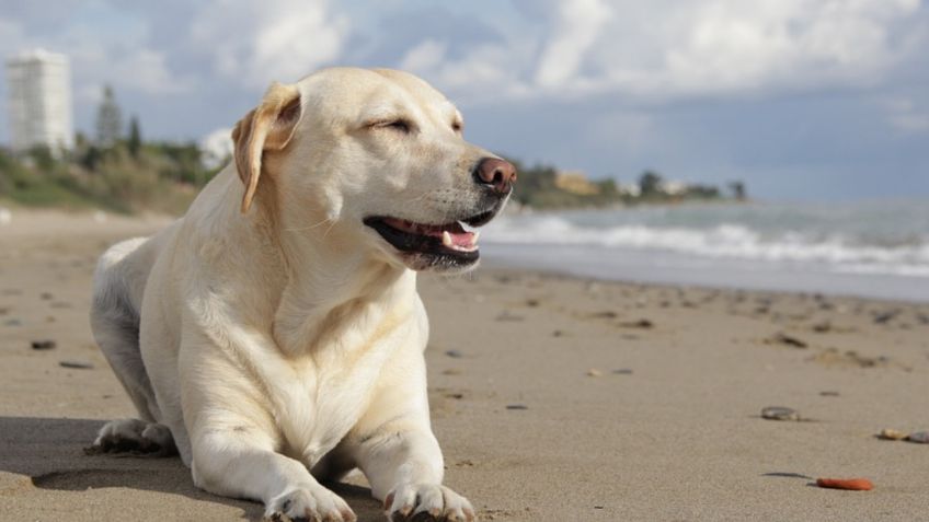 A estas 3 razas de perros no debes cortarle el pelo en verano: los motivos