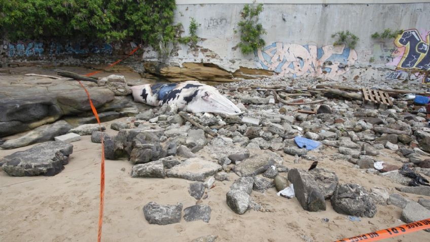 Hallan ballena muerta tras quedar varada en una playa de Panamá