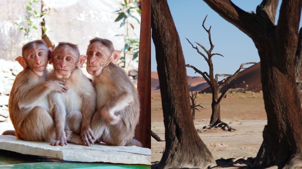 Monos hambrientos han atacado a los niños de la región. Imagen ilustrativa.