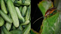 ¡Adiós a las cucarachas! Método casero con un pepino para eliminarlas