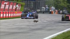 Gran Premio de Canadá: Marmota es más rápida que los pilotos de la F1 y se roba el show en las prácticas | VIDEO