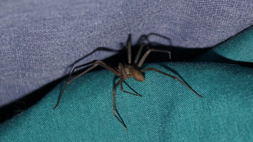 Así puedes identificar a la araña violinista y esto es lo que debes hacer si se encuentra en tu hogar