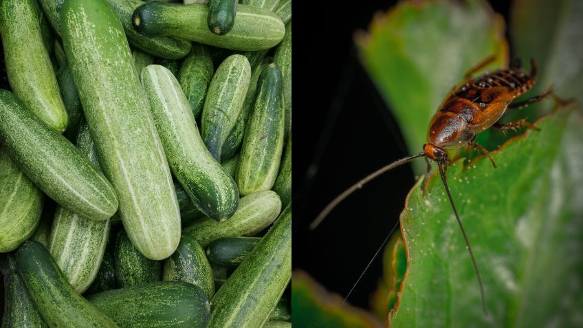 ¡Adiós a las cucarachas! Método casero con un pepino para eliminarlas