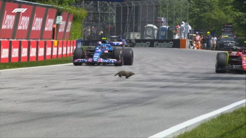 Gran Premio de Canadá: Marmota es más rápida que los pilotos de la F1 y se roba el show en las prácticas | VIDEO