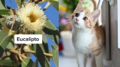 Gatos: 8 plantas que pueden intoxicarlos y son comunes en casa