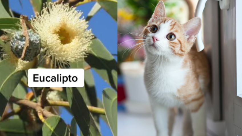 Gatos: 8 plantas que pueden intoxicarlos y son comunes en casa